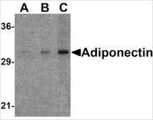 Anti-Adiponectin (ab2) antibody produced in rabbit affinity isolated antibody, buffered aqueous solution