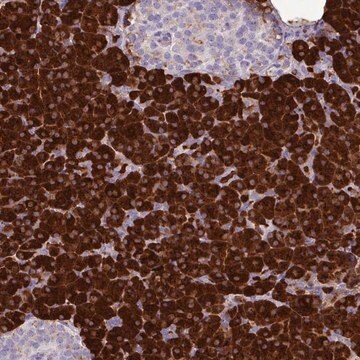 Anti-AMY1A antibody produced in rabbit Prestige Antibodies&#174; Powered by Atlas Antibodies, affinity isolated antibody, buffered aqueous glycerol solution