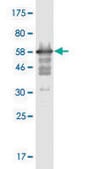 Monoclonal Anti-MPPED2 antibody produced in mouse clone 4H5, purified immunoglobulin, buffered aqueous solution