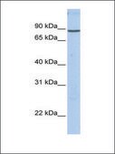 Anti-GSN antibody produced in rabbit affinity isolated antibody