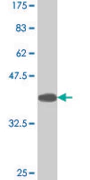 Monoclonal Anti-TBX21 antibody produced in mouse clone 3D7, purified immunoglobulin, buffered aqueous solution