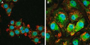 Anti-IL-33 Antibody, clone 5K9, ZooMAb&#174; Rabbit Monoclonal recombinant, expressed in HEK 293 cells