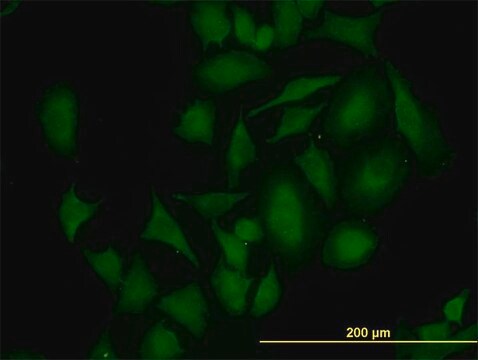 Monoclonal Anti-CDK4, (C-terminal) antibody produced in mouse clone 2G7, purified immunoglobulin, buffered aqueous solution