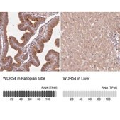Anti-WDR54 antibody produced in rabbit Prestige Antibodies® Powered by Atlas Antibodies, affinity isolated antibody, buffered aqueous glycerol solution