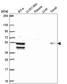 Anti-ZBTB14 antibody produced in rabbit Prestige Antibodies® Powered by Atlas Antibodies, affinity isolated antibody