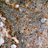 Anti-phospho-eEF2 (pThr56) antibody produced in rabbit affinity isolated antibody