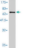 Monoclonal Anti-SFTPD antibody produced in mouse clone 3E6, purified immunoglobulin, buffered aqueous solution