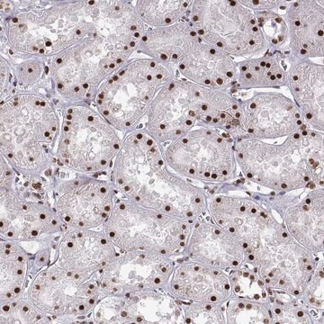 Anti-SNAI1 antibody produced in rabbit Prestige Antibodies&#174; Powered by Atlas Antibodies, affinity isolated antibody