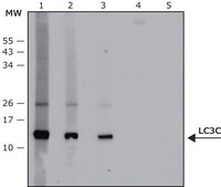 Anti-LC3C antibody produced in rabbit affinity isolated antibody, buffered aqueous solution