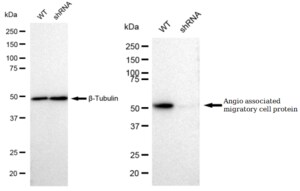 KD-Validated Anti Angio associated migratory cell protein Antibody, clone 23GB1885, Rabbit Monoclonal clone 23GB1885, recombinant rabbit monoclonal, expressed in HEK293 cells