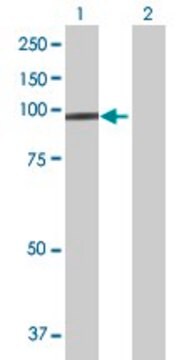 Anti-PCDH21 antibody produced in mouse purified immunoglobulin, buffered aqueous solution