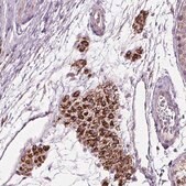 抗-LFNG 兔抗 Prestige Antibodies&#174; Powered by Atlas Antibodies, affinity isolated antibody, buffered aqueous glycerol solution