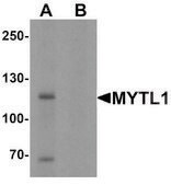 Anti-MYT1L antibody produced in rabbit affinity isolated antibody, buffered aqueous solution