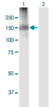 Anti-IQSEC2 antibody produced in mouse purified immunoglobulin