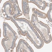 Anti-NDST4 antibody produced in rabbit Prestige Antibodies&#174; Powered by Atlas Antibodies, affinity isolated antibody, buffered aqueous glycerol solution