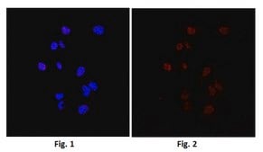 Anti-Topoisomerase I-DNA Covalent Complexes Antibody, clone 1.1A clone 1.1A, from mouse