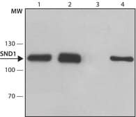 Anti-SND1 antibody produced in rabbit ~1.0 mg/mL, affinity isolated antibody