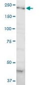 Monoclonal Anti-DOCK4, (C-terminal) antibody produced in mouse clone 3E7, ascites fluid