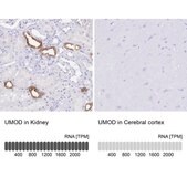 Anti-UMOD antibody produced in rabbit Prestige Antibodies® Powered by Atlas Antibodies, affinity isolated antibody, buffered aqueous glycerol solution