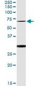 Monoclonal Anti-OXSR1 antibody produced in mouse clone 2E9, purified immunoglobulin, buffered aqueous solution