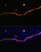 Anti-Cytokeratin 15 (KRT15) Antibody, clone 9F9F0, Rabbit Monoclonal
