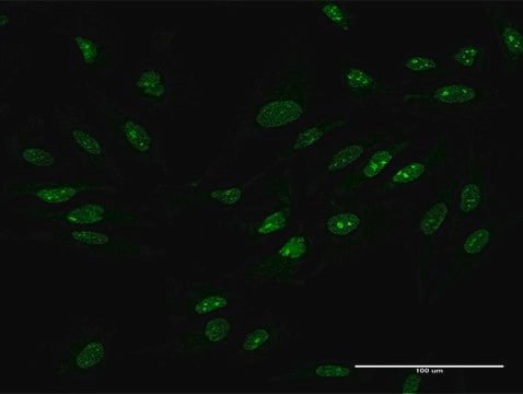 Anti-ZCCHC9 antibody produced in mouse purified immunoglobulin, buffered aqueous solution