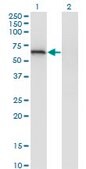 Monoclonal Anti-LGTN, (C-terminal) antibody produced in mouse clone 2D10, purified immunoglobulin, buffered aqueous solution