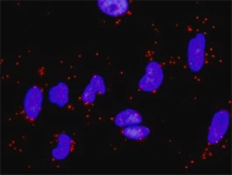 Monoclonal Anti-LAMC1 antibody produced in mouse clone M1, purified immunoglobulin, buffered aqueous solution