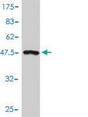 Monoclonal Anti-MPHOSPH6 antibody produced in mouse clone 1D8-2A8, purified immunoglobulin, buffered aqueous solution