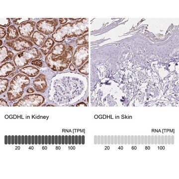Anti-OGDHL antibody produced in rabbit Prestige Antibodies&#174; Powered by Atlas Antibodies, affinity isolated antibody, buffered aqueous glycerol solution