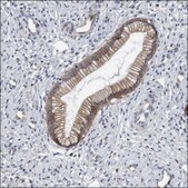 Anti-CDH12 antibody produced in rabbit Prestige Antibodies&#174; Powered by Atlas Antibodies, affinity isolated antibody, buffered aqueous glycerol solution