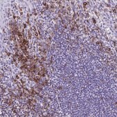 Anti-CD27 antibody produced in rabbit Prestige Antibodies&#174; Powered by Atlas Antibodies, affinity isolated antibody, buffered aqueous glycerol solution