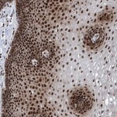 Anti-CWC27 antibody produced in rabbit Prestige Antibodies® Powered by Atlas Antibodies, affinity isolated antibody, buffered aqueous glycerol solution