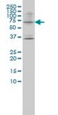 Monoclonal Anti-LILRB1 antibody produced in mouse clone 3D3-1D12, purified immunoglobulin, buffered aqueous solution