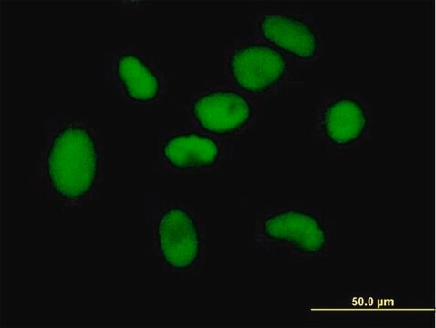 Anti-ZNF189 antibody produced in mouse IgG fraction of antiserum, buffered aqueous solution