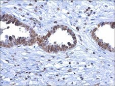 单克隆抗 5-甲基胞嘧啶/5-mC 小鼠抗 clone GT4111, affinity isolated antibody