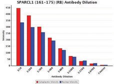 Anti-SPARCL1 (161-175) antibody produced in rabbit IgG fraction of antiserum, buffered aqueous solution