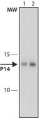 Monoclonal Anti-p14ARF antibody produced in mouse ~2 mg/mL, clone DCS-240, purified immunoglobulin, buffered aqueous solution