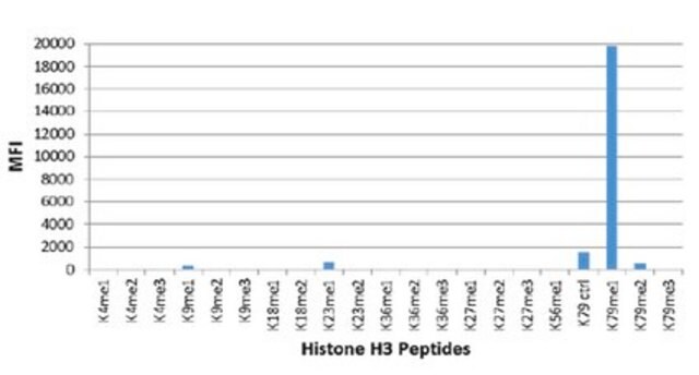 Anti-monomethyl Histone H3 (Lys79), clone RM147 Antibody clone RM147, from rabbit