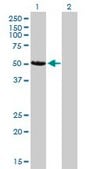 Monoclonal Anti-CAMK2D antibody produced in mouse clone 1A8, purified immunoglobulin, buffered aqueous solution