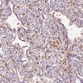 Anti-CRLF1 antibody produced in rabbit Prestige Antibodies&#174; Powered by Atlas Antibodies, affinity isolated antibody, buffered aqueous glycerol solution