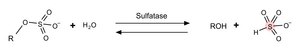 硫酸脂酶 来源于产气杆菌 Type VI, buffered aqueous glycerol solution, 2-5 units/mg protein (biuret), 10-20 units/mL