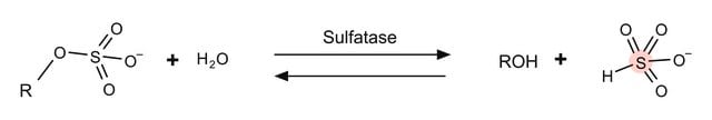 Sulfatase from Aerobacter aerogenes Type VI, buffered aqueous glycerol solution, 2-5&#160;units/mg protein (biuret), 10-20&#160;units/mL