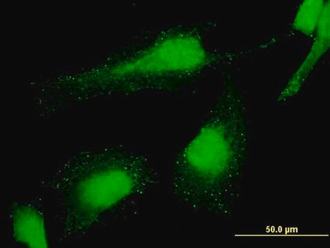 Monoclonal Anti-PCGF6 antibody produced in mouse clone 2B8, purified immunoglobulin, buffered aqueous solution