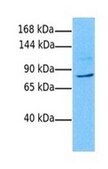 Anti-ZFX antibody produced in rabbit affinity isolated antibody