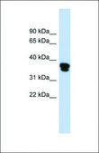Anti-FAS antibody produced in rabbit affinity isolated antibody