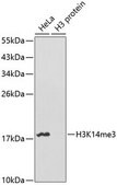 Anti-TriMethyl-Histone H3-K14 antibody produced in rabbit