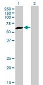 Monoclonal Anti-NEK3 antibody produced in mouse clone 2F8, purified immunoglobulin, buffered aqueous solution