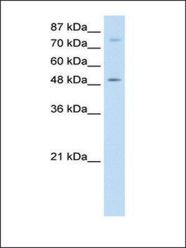 Anti-FOXB1 antibody produced in rabbit IgG fraction of antiserum