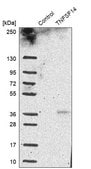 Anti-TNFSF14 antibody produced in rabbit Prestige Antibodies® Powered by Atlas Antibodies, affinity isolated antibody, buffered aqueous glycerol solution, Ab1